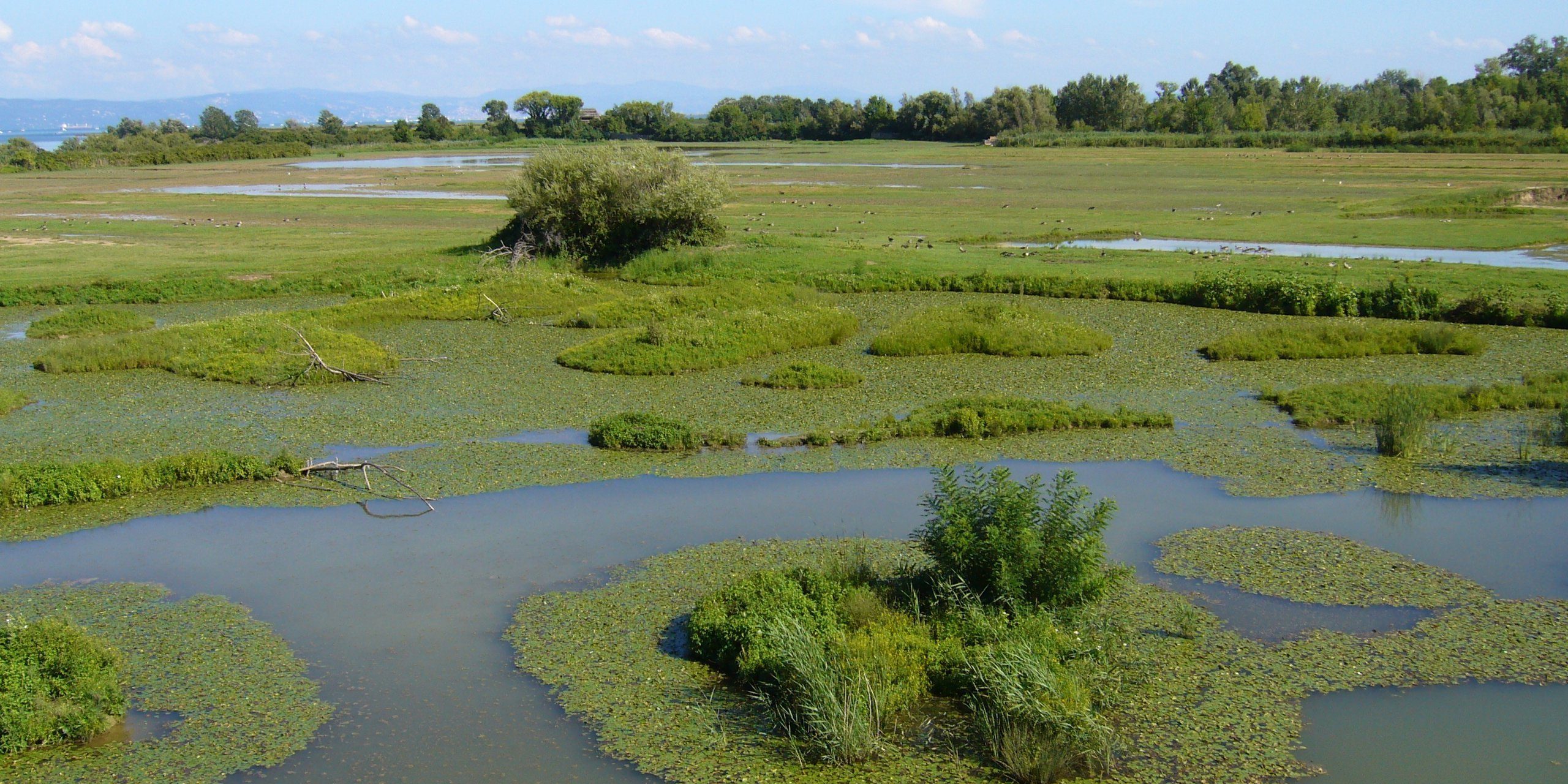 Riserva_naturale_della_Foce_dell’Isonzo