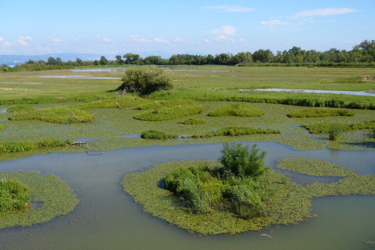 Riserva_naturale_della_Foce_dell’Isonzo
